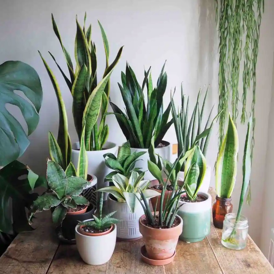 3 điều cần làm với cây lưỡi hổ ngay bây giờ