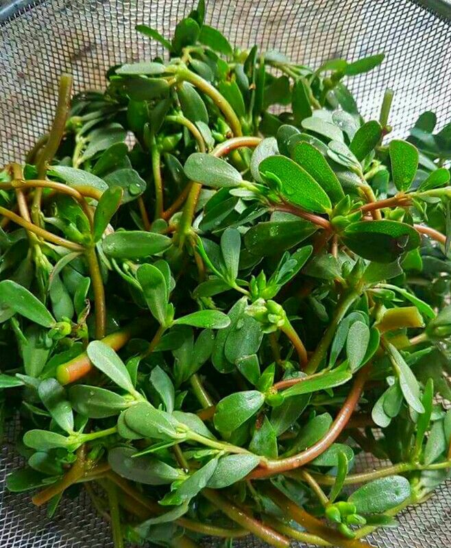 Đừng coi là cỏ dại, loại rau mọc đầy lối đi này là "vua canxi", đem trộn nộm hay nấu canh đều ngon hơn thịt