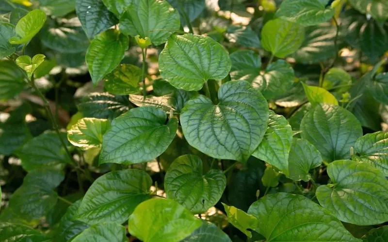 4 lý do nên trồng lá lốt trong nhà - Ảnh 1.